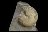 Rare Goniatite (Goniatites) Fossil - Oklahoma #119440-1